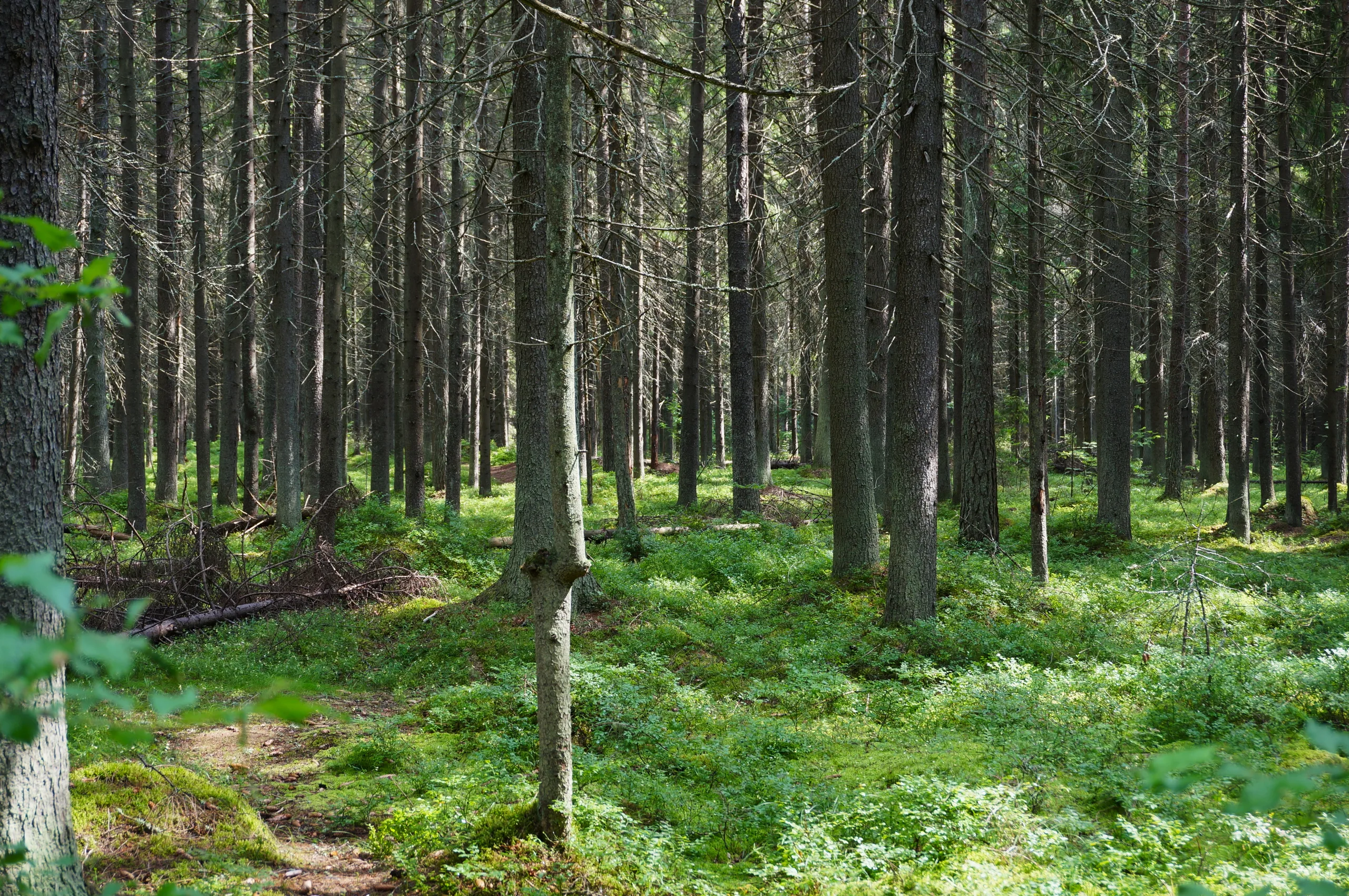 Russia, Komarovo, 2022