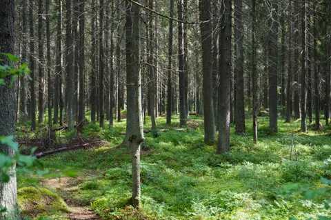 Russia, Komarovo, 2022