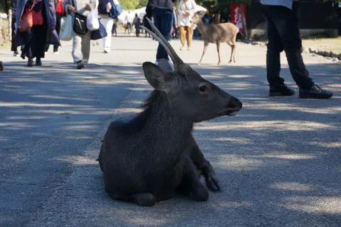 Japan, Nara, 2019