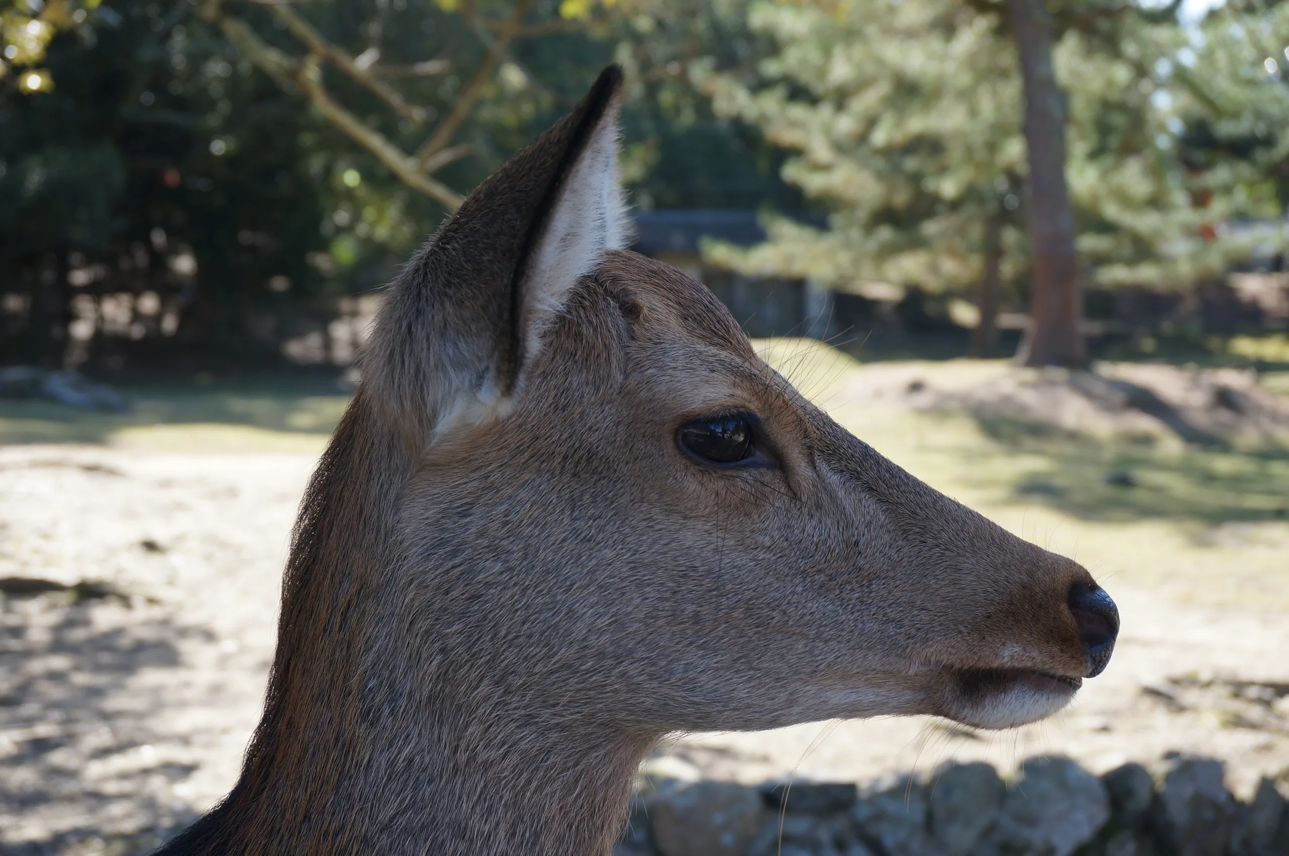 Japan, Nara, 2019