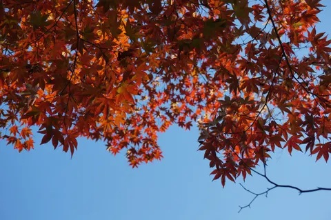 Japan, Kyoto, 2019