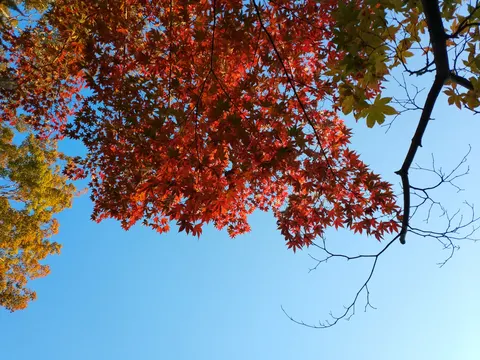 Japan, Kyoto, 2019
