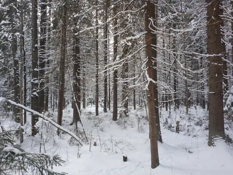 Russia, Komarovo, 2021