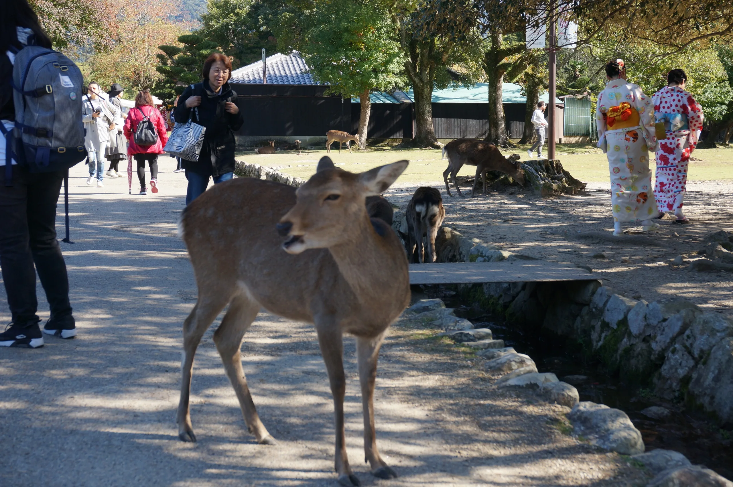 Japan, Nara, 2019