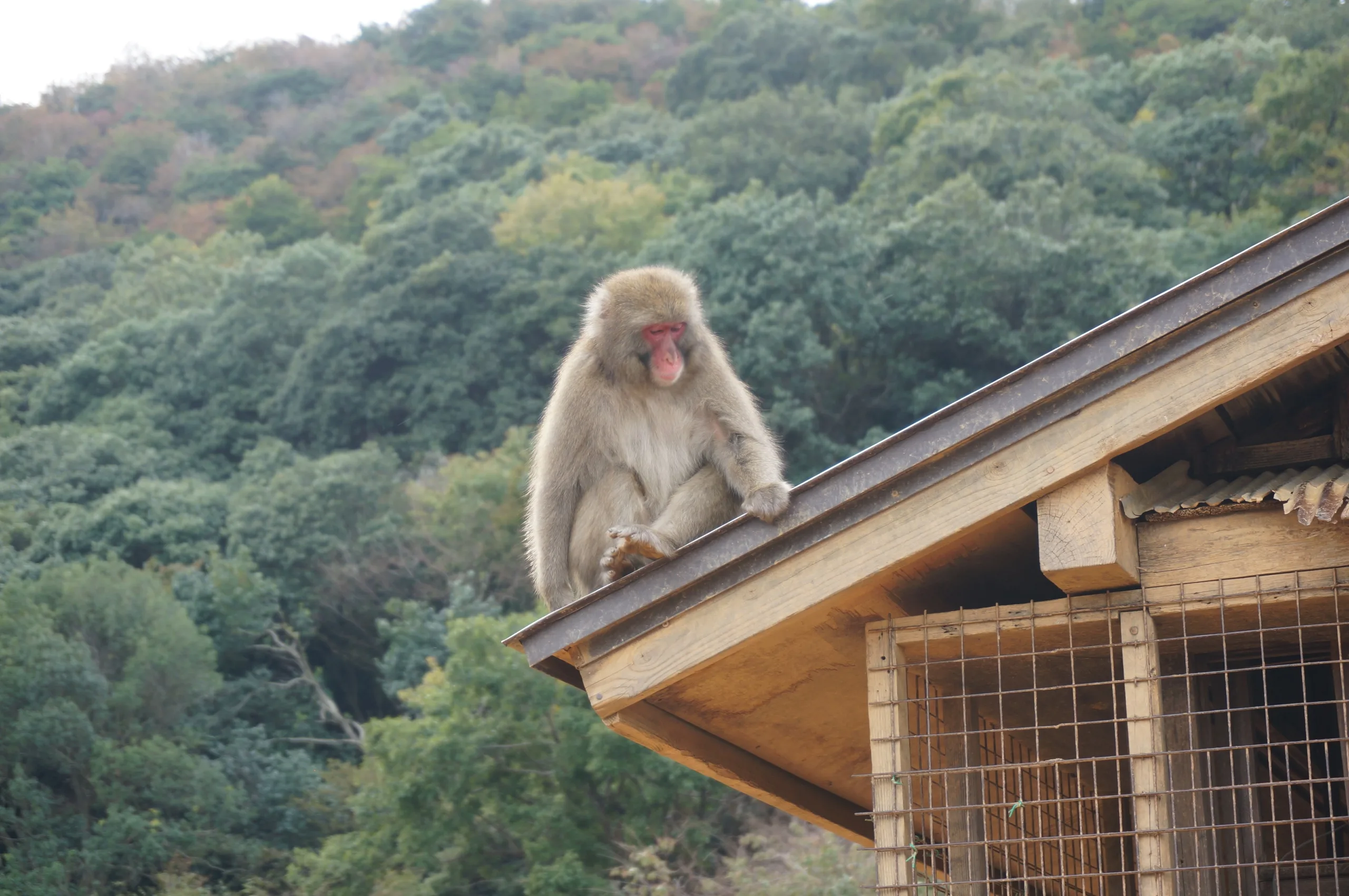 Japan, Kyoto, 2019