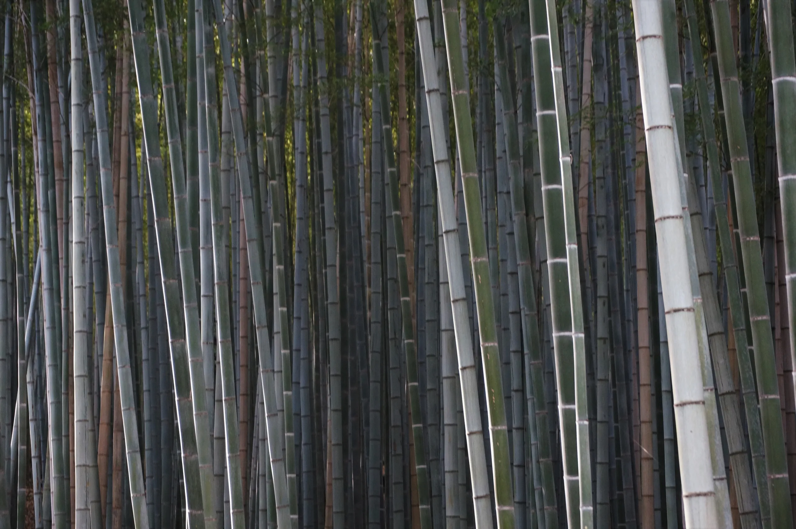 Japan, Kyoto, 2019