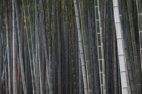 Japan, Kyoto, 2019