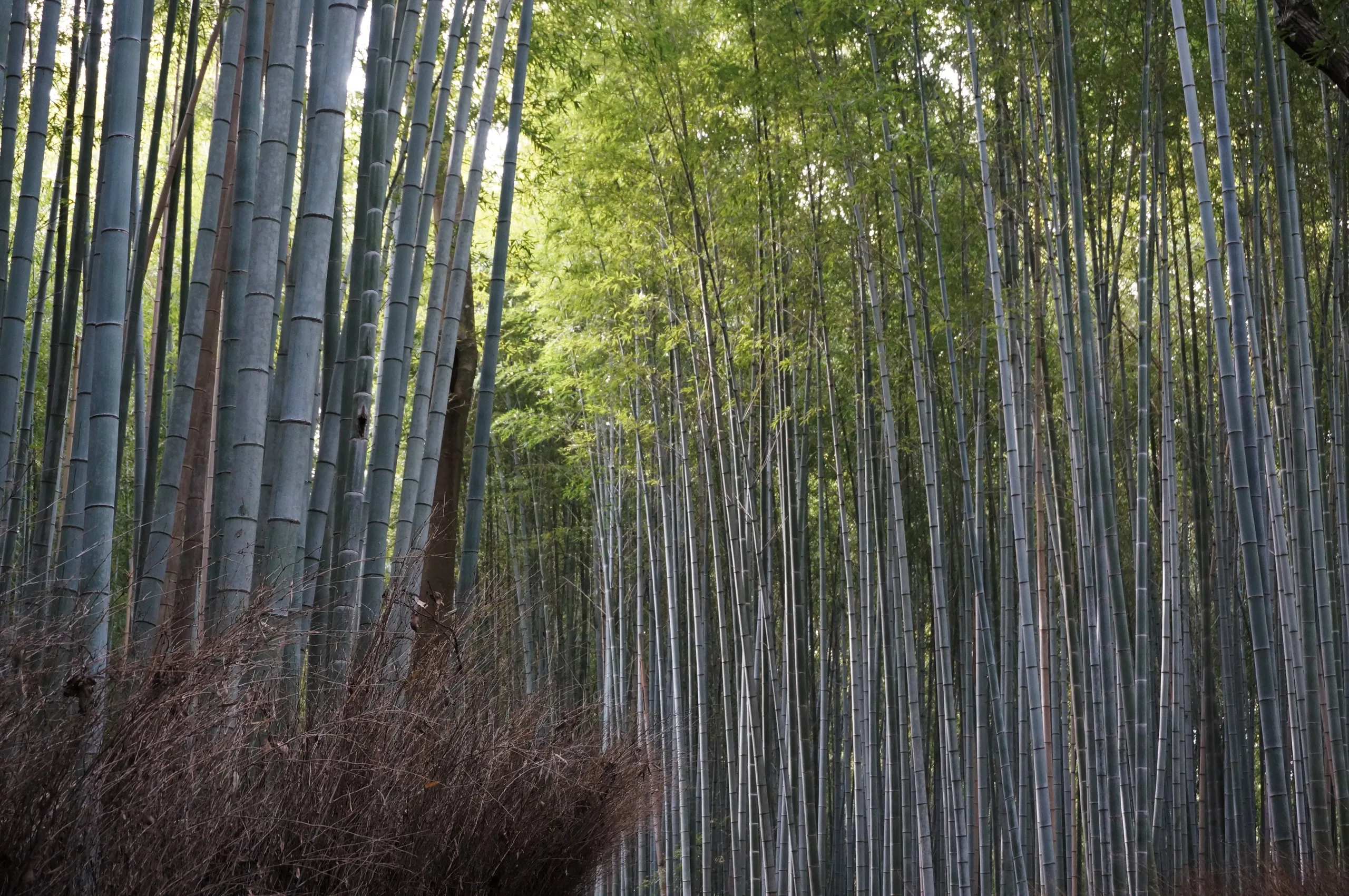 Japan, Kyoto, 2019