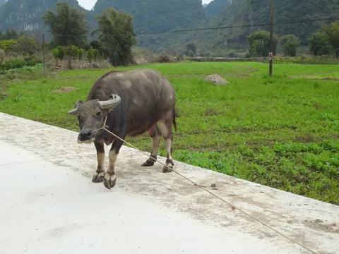 China, Yangshuo, 2015