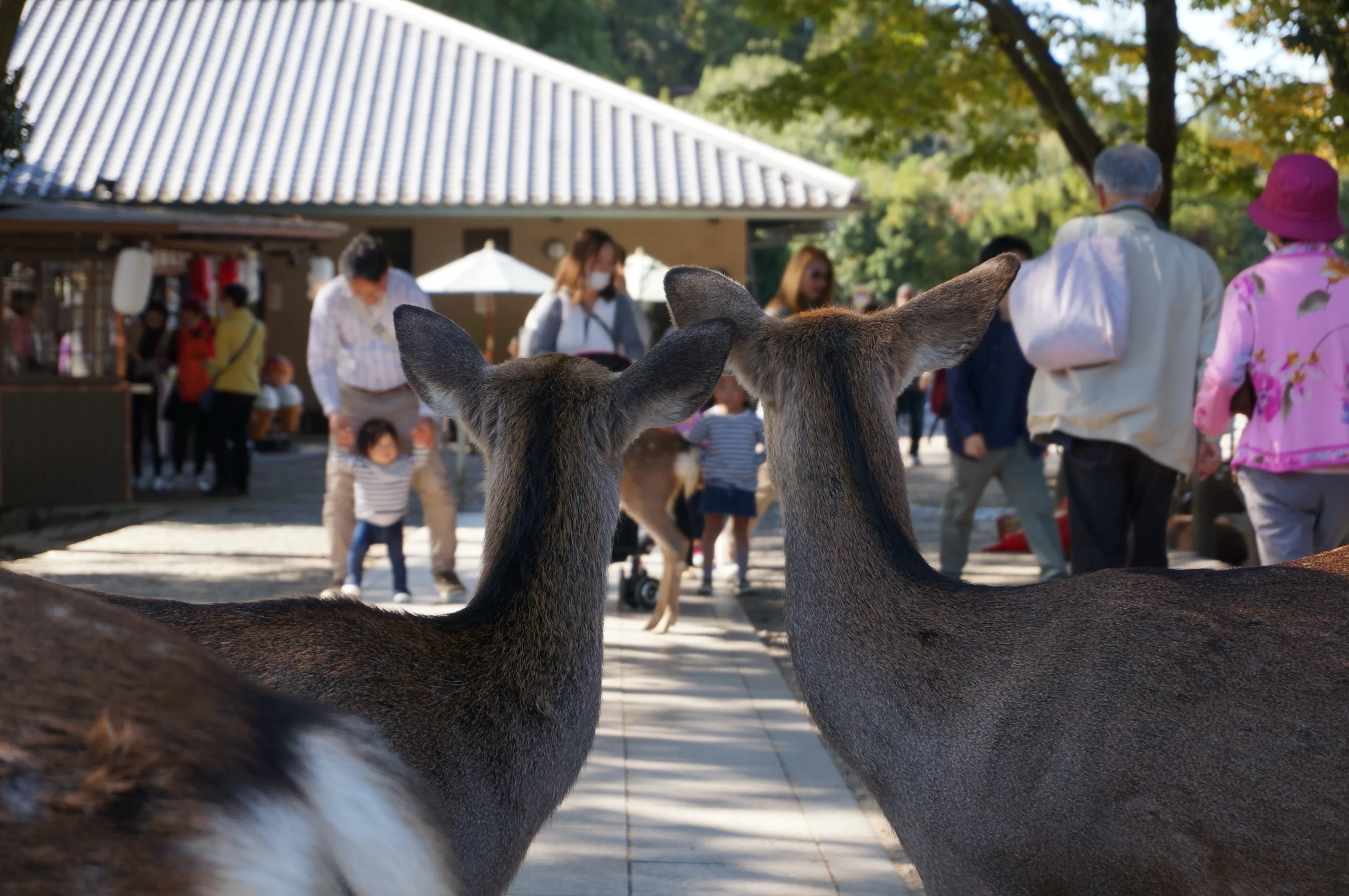 Japan, Nara, 2019