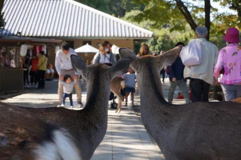 Japan, Nara, 2019