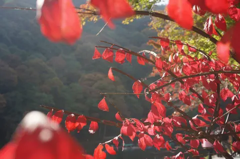 Japan, Kyoto, 2019