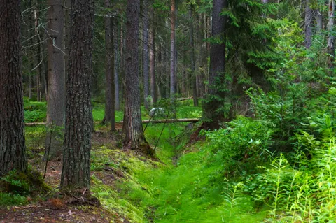 Russia, Komarovo, 2022