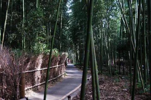 Japan, Kyoto, 2019