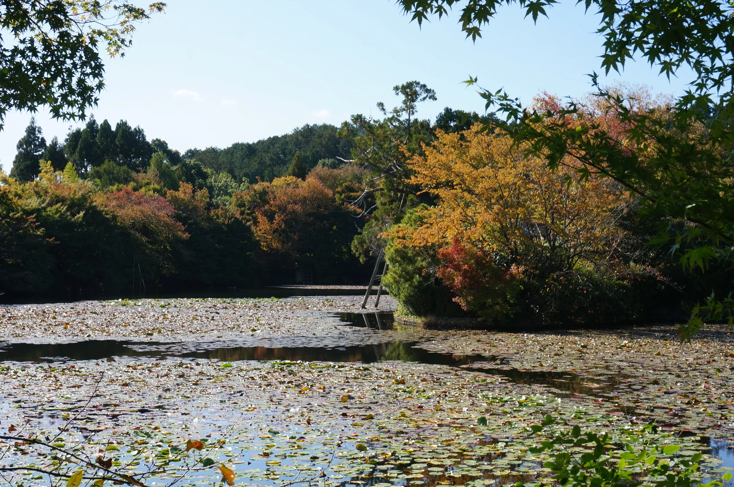 Japan, Kyoto, 2019
