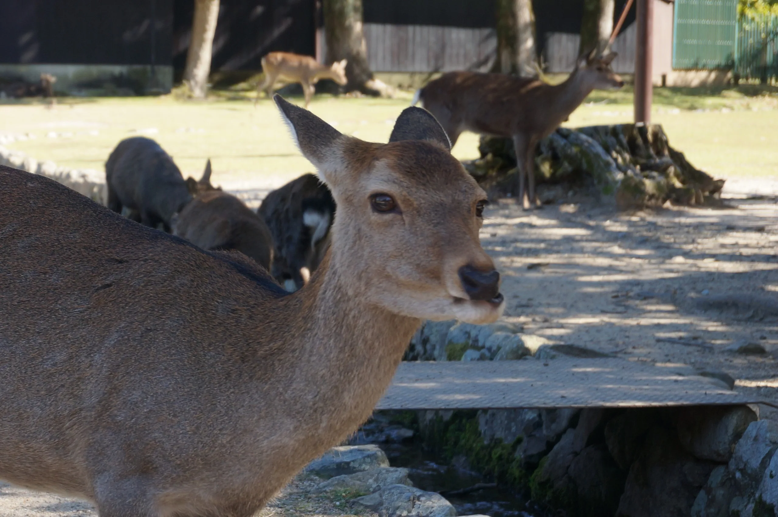 Japan, Nara, 2019
