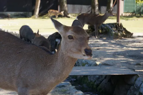 Japan, Nara, 2019