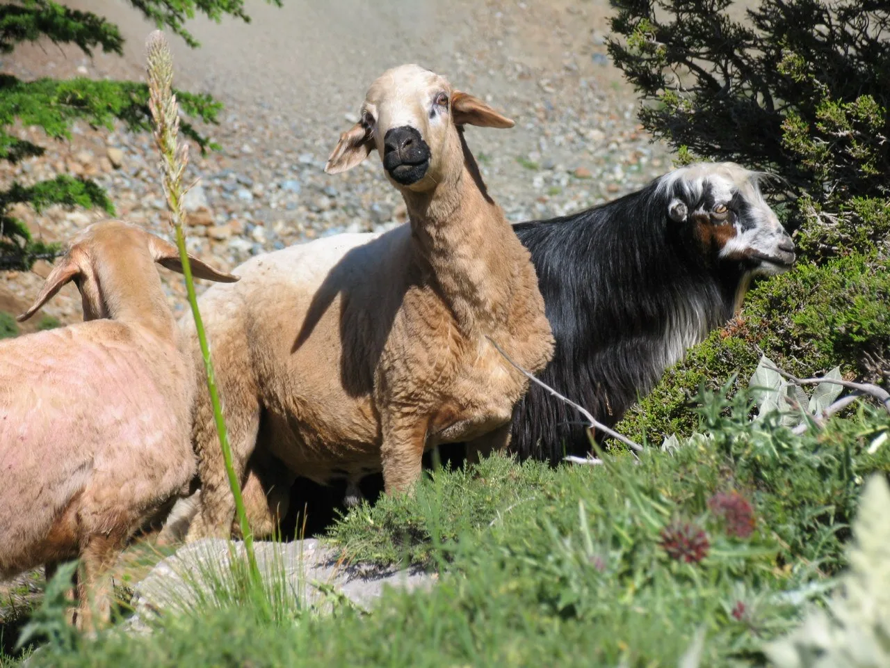 Turkey, Aladaglar, 2006