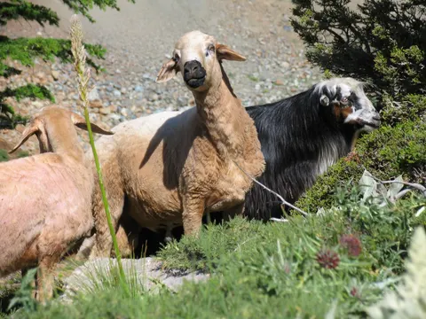 Turkey, Aladaglar, 2006